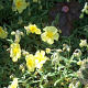 Helianthemum 'Wisley Primrose' GM P9