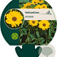 Helianthus atrorubens GM P9