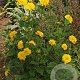 Helianthus dec. 'Loddon Gold' GM P9