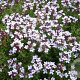 Thymus v. 'Fleur Provencale' GM P9