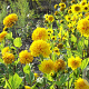 Helianthus dec. 'Soleil d'Or' GM P9