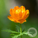 Trollius asiaticus GM P9