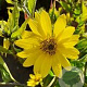 Helianthus 'Lemon Queen' GM P9