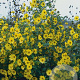 Helianthus 'Lemon Queen' GM P9