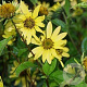 Helianthus 'Lemon Queen' GM P9
