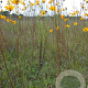 Helianthus occidentalis GM P9