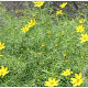 Helianthus salicifolius GM P9