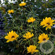 Helianthus salicifolius GM P9