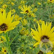 Helianthus salicifolius GM P9