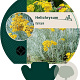 Helichrysum italicum GM P9