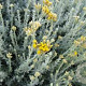Helichrysum italicum GM P9