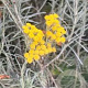 Helichrysum italicum GM P9