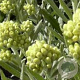 Helichrysum 'Schwefellicht' GM P9