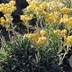 Helichrysum 'Schwefellicht' GM P9
