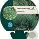 Helictotrichon sempervirens GM P9