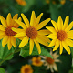 Heliopsis helianthoides GM P9