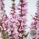 Salvia Feathers Flamingo GM P9