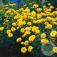 Heliopsis helianthoides scabra GM P9