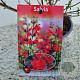 Salvia 'Royal Bumble' 40-45 cm 2,5L