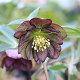 Helleborus 'Atrorubens' GM P9