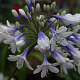 Agapanthus 'Enigma' GM P9
