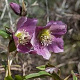 Helleborus 'Early Purple' GM P9