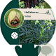 Helleborus foetidus GM P9