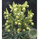 Helleborus foetidus GM P9