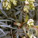 Helleborus f. 'Wester Flisk' GM P9