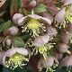 Helleborus lividus GM P9