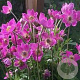 Anemone lesseri Spring Beauty Pink GM P9