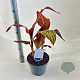 Canna 'Tropical Sunrise' 40-60 cm 5,0L
