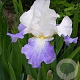 Iris (G) 'Mission Ridge' GM P9