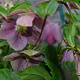 Helleborus orientalis 'Ballard' GM P9