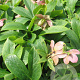 Helleborus o. 'Alvor' GM P9