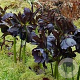 Helleborus o. Black Beauty GM P9