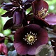Helleborus o. 'Blue Lady' GM P9