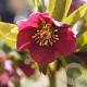 Helleborus o. Red Hybrids GM P9