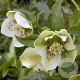 Helleborus o. Spotted Hybrids GM P9