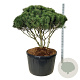 Pinus mugo mughus 100-125 cm cont. 285L scherm