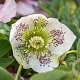 Helleborus o. 'Taurus' GM P9
