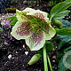 Helleborus o. 'Yellow Lady' GM P9