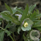 Helleborus purpurascens GM P9