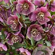 Helleborus purpurascens GM P9