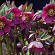 Helleborus purpurascens GM P9