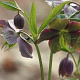 Helleborus purpurascens GM P9