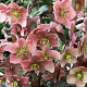 Helleborus Ruby Glow GM P9
