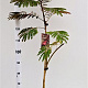 Albizia julibr. 'Evi's Pride' 170-200 cm 10L