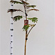 Albizia julibr. 'Evi's Pride' 170-200 cm 10L
