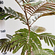 Albizia julibr. 'Evi's Pride' 170-200 cm 10L